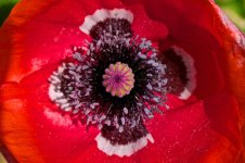 Red Flower Close-up.jpg