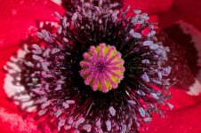 Red Flower Even Closer.jpg