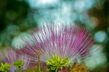 Another Mimosa Blossom.jpg