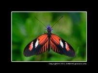 Butterfly-1.jpg