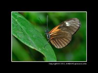 Butterfly-13.jpg