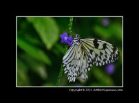Butterfly-3.jpg