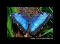 Butterfly-12.jpg