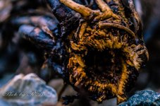 20130129-_1RB2746.jpg