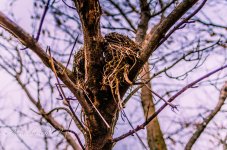 20130129-_1RB2748.jpg