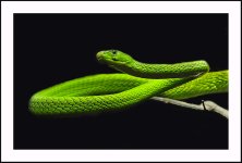 green-snake-only2.jpg