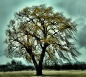 winter willow 1200.jpg