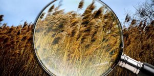 marsh magnifier.jpg