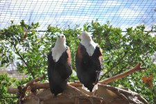 Pair of Eagles.jpg