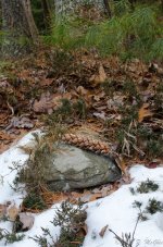 DSC_3437.jpg