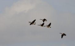 034 Geese in Flight-130203-01-Cropped_01.jpg 034 Geese in Flight-130203-01-Cropped_01.jpg