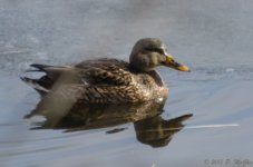 DSC_3466.jpg