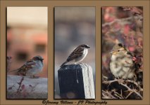 Small Bird Triptych.jpg