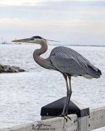 _DSC6056.jpg