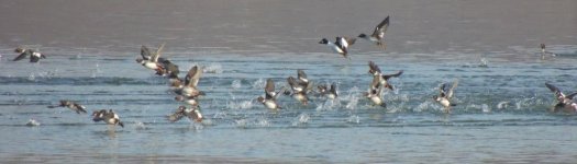 Common Goldeneye 1.jpg