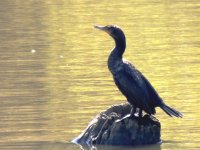 Double crested Cormorant.jpg