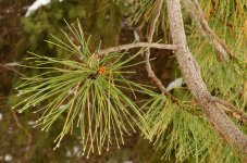 Day37PineWeb.jpg