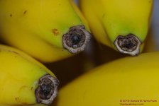 038 Bananas-130207-01_01.jpg