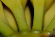 038 Bananas-130207-02_01.jpg
