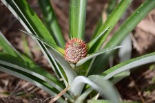 Focus-Stacked-Pineapple.jpg