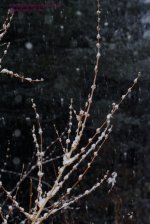 039 Forsythia-130208_01.jpg