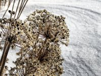 beautiful onion in winter.jpg