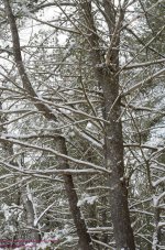 040 The Nest-130209_01.jpg