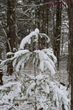 040 Would Be Charie Brown Xmas Tree-130209_01.jpg