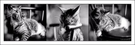 Bill's Perch B&W.jpg