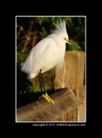 Snowy-Egret-on-Fence.jpg