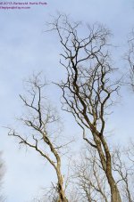 041 Bunn Hill Cemetery Trees-130210-01_01.jpg
