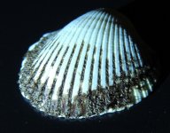 DSCN4075.jpg