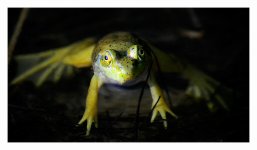 _DSC8886-frog2.jpg