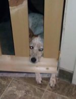 Day41DogPrisonWeb.jpg
