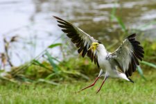Plover-1.jpg