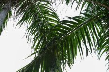 Palm Frongs-1.jpg