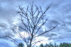 DSC_3613_tonemapped.jpg