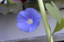 _DSC3837.jpg