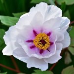 Tree Peony.jpg