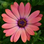 Orange Osteospermum.jpg