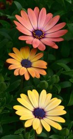 Stages of Osteospermum.jpg