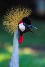 crane (1 of 1).jpg