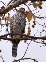 CoopersHawk2.jpg