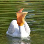 Pelican.jpg