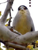 BlackHeron2.jpg