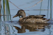 DSC_0223+Sept Birds Jesse Lake -0015.jpg DSC_0223+Sept Birds Jesse Lake -0015.jpg
