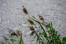 Grasses.jpg