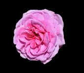 DSC_4520rose copy.jpg