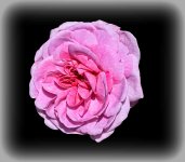 DSC_4520rose copy.jpg