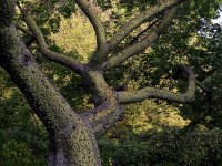 Trunk.jpg